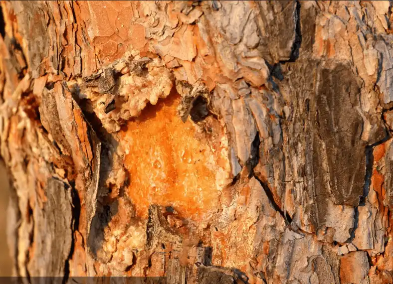 Why Pine Bark Extract Powder Is a Powerful Antioxidant?